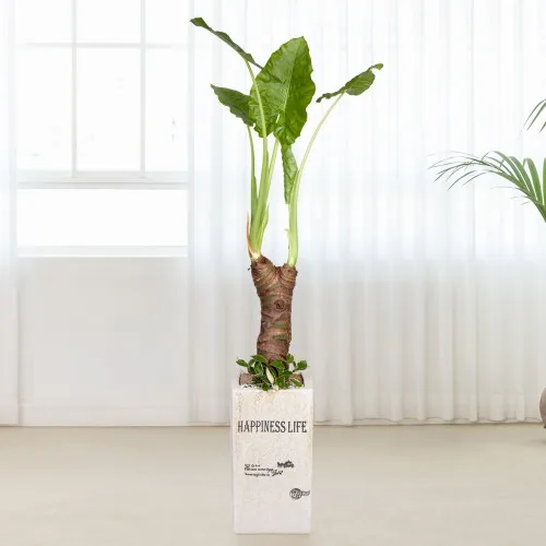 알로카시아 화분 대형