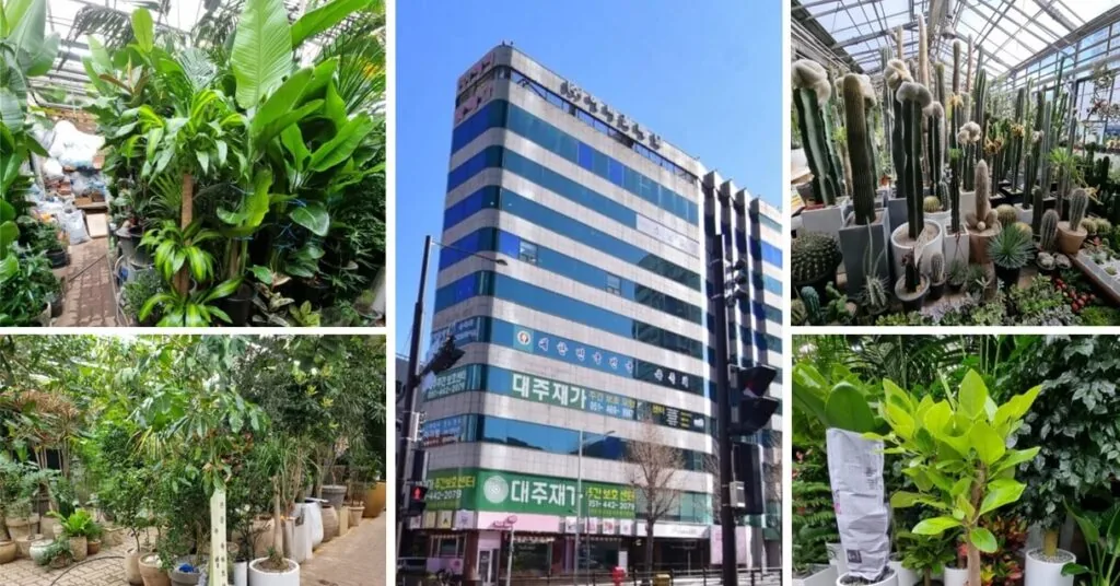 관엽식물 전문 회사 정성꽃배달