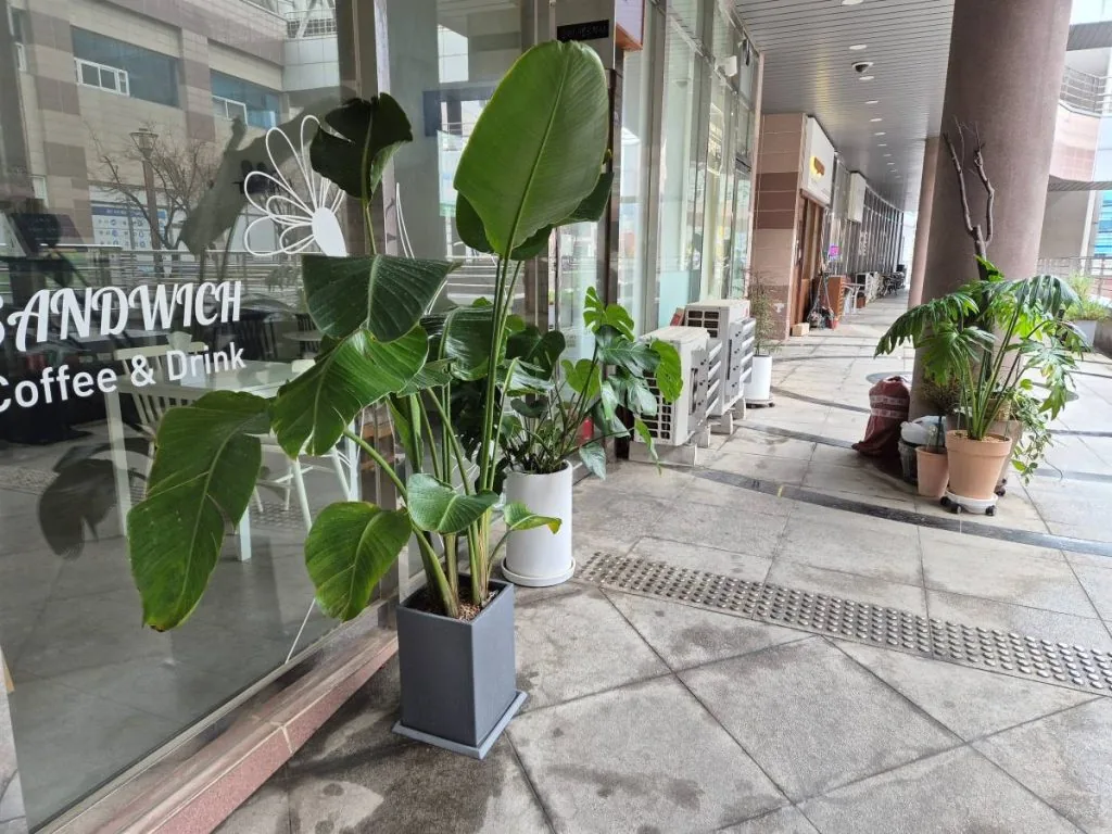 극락조