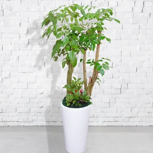 녹보수 화분